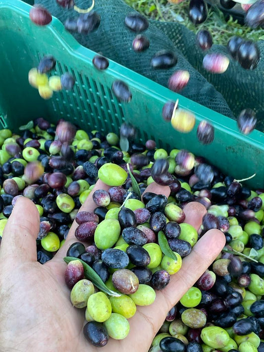 Der Zauber der Olivenernte: Hinter den Kulissen von Olio Gu